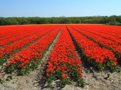 tulipany, barvy laky pro nabytek